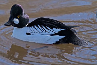 Close-up of duck swimming in lake