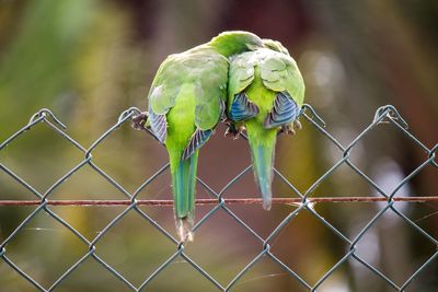 Close-up of bird perching on chainlink fence