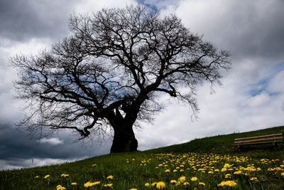 Scenic view of flowering trees on field against sky