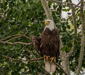 Low angle view of birds perching on tree trunk