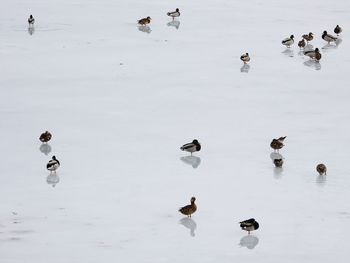 High angle view of birds swimming in lake during winter