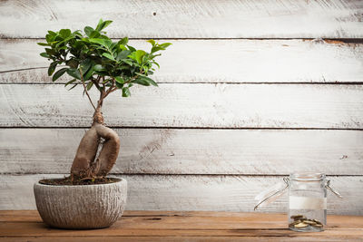 Close-up of potted plant on table against wall