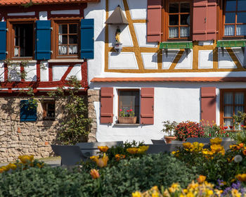 Potted plant on balcony of building