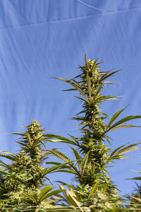 Low angle view of plant against sky