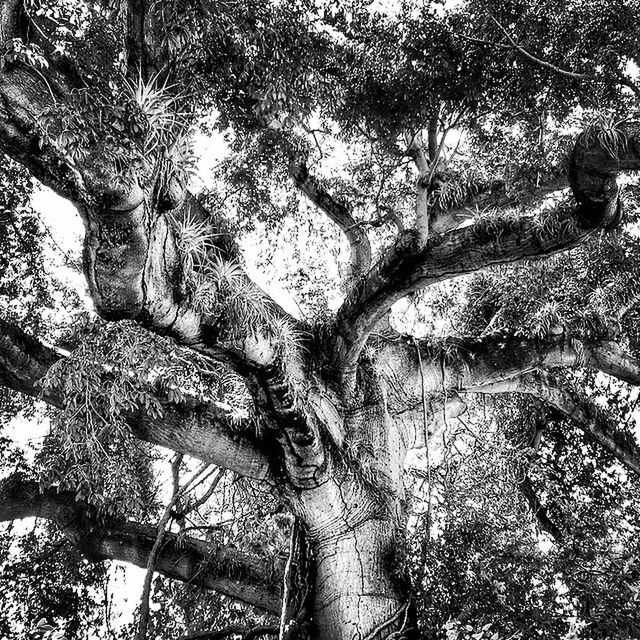 tree, branch, low angle view, tree trunk, growth, tranquility, nature, forest, bare tree, day, sky, outdoors, beauty in nature, tranquil scene, scenics, no people, sunlight, built structure, park - man made space, non-urban scene