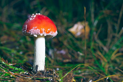Close-up of fly agaric mushroom