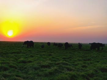 Horses grazing in field during sunset