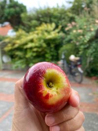 Close-up of hand holding apple