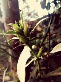 Close-up of plant growing in greenhouse