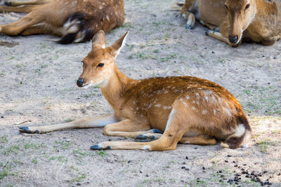 Deer in a field