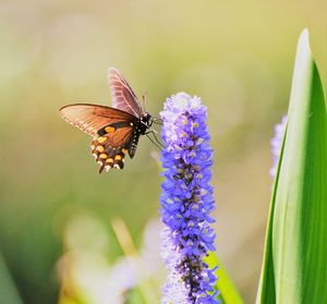 Close-up of butterfly pollinating on purple flower