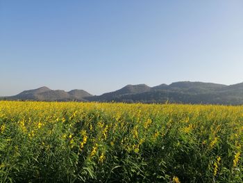 Yellow flowers growing on field