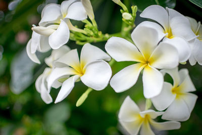 Close-up of white flowers blooming outdoors