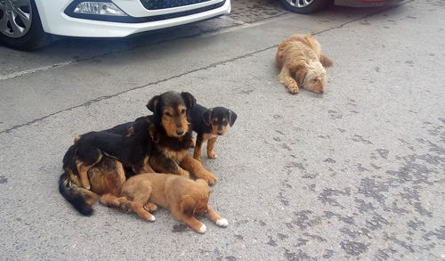 High angle view of dog sitting outdoors