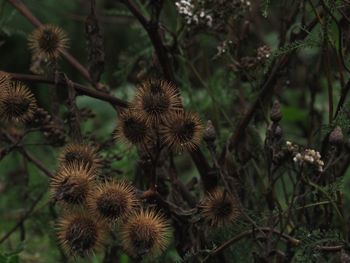 Close-up of dried plant on field