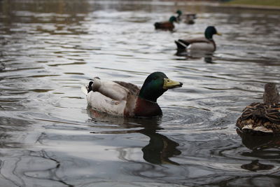 Ducks swimming in lake