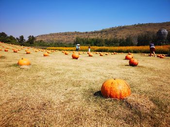 View of pumpkins on field against sky during autumn