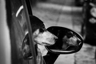 Close-up of dog looking away