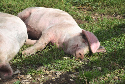 Pig sleeping in grass