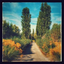 Empty road along trees