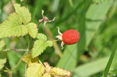 Close-up of strawberry growing on plant