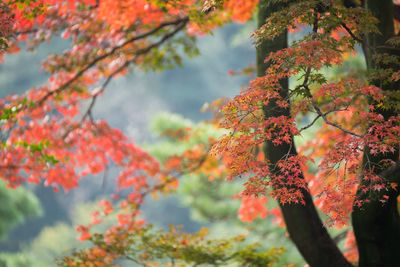 Low angle view of autumnal tree against orange sky