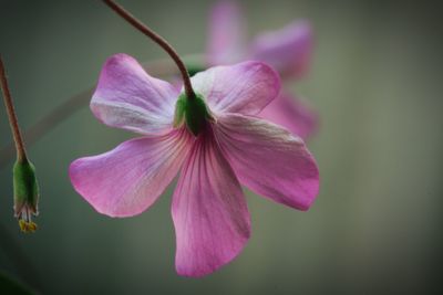 Close-up of pink flower