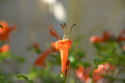 Close-up of insect on orange flower