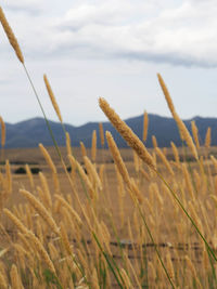 Wheat crop in field