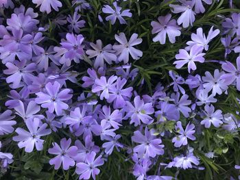 Close-up of purple flowering plants