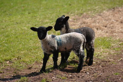 Sheep standing in a field