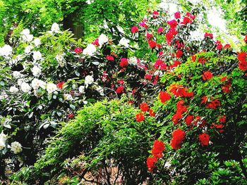 Red flowers and plants