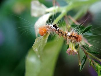 Close-up of insect on leaf
