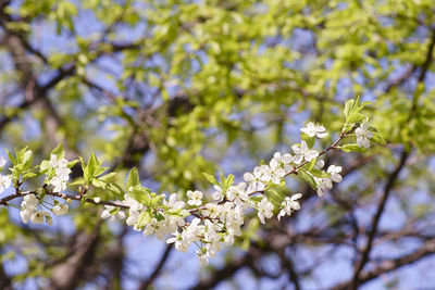 Low angle view of cherry blossoms in spring