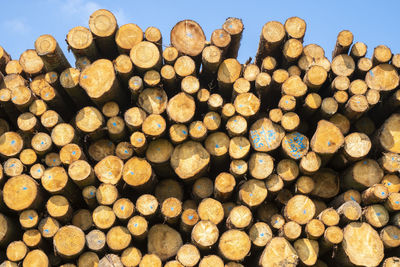 Stack of logs in forest