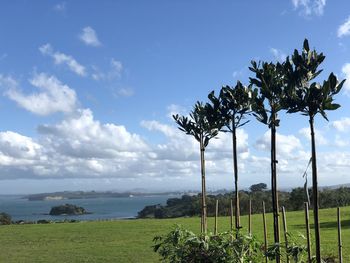 Scenic view of coconut palm trees on field against sky