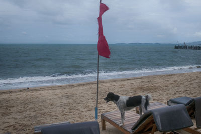 View of a dog on beach