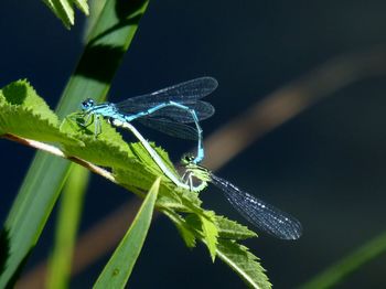 Close-up of grasshopper