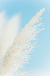 Close-up of feather against sky