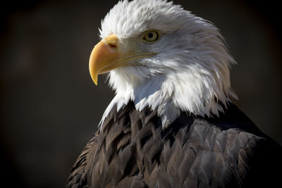 Close-up of eagle against blurred background