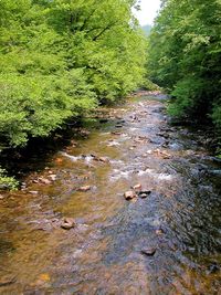 River flowing through forest