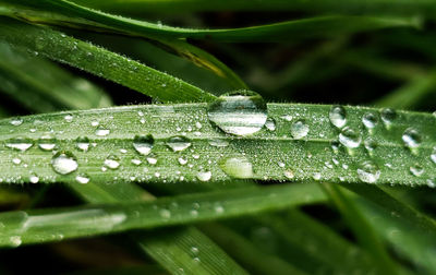 Close-up of water drops on leaf