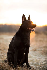 Black dog looking away on field