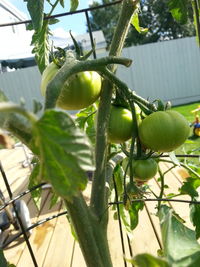 Close-up of plant