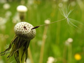 Close-up of dandelion on plant