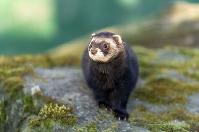 Close-up portrait of an animal