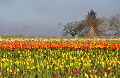 View of flowering plants on field against sky