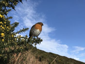 Low angle view of robin bird perching on plant against sky