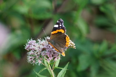 Butterfly perching on flower