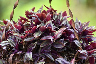 Close-up of pink flowering plants